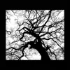 Rosewood - Single album lyrics, reviews, download