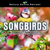 Songbirds: Soothing Bird Sounds - Nature Sounds & Meditation Music album lyrics, reviews, download
