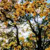 Honeysuckle Moon of March (feat. Dave Nachmanoff) - Single album lyrics, reviews, download