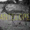 Antelope (feat. Pascal Morais) [Pascal Morais Soulful Remix] song lyrics