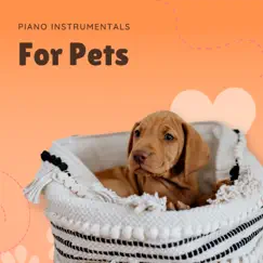 Dogs Pets relax Song Lyrics