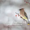 Natural Bird Sounds In the Forest song lyrics