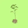 Grassroots - Single album lyrics, reviews, download