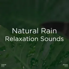 Zen Sounds of Rain Song Lyrics