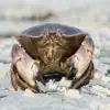 The Crab - Single album lyrics, reviews, download