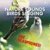 Nature Sounds, Birds Singing (Use Headphones) Vol. 1 album lyrics, reviews, download