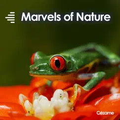 Marvels of Nature by Benoît Cimbé, Nils Bo, Baptiste Thiry & Constant Eeckman album reviews, ratings, credits