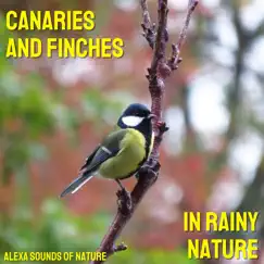 Birds Rain and Nature Song Lyrics