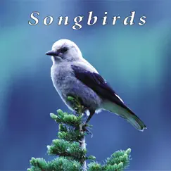 Waterfall Birds Song Lyrics