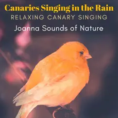 Canaries Singing in the Rain - Relaxing Canary Singing by Joanna Sounds of Nature album reviews, ratings, credits