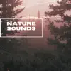 Nature Sounds - Forest In the Wild - EP album lyrics, reviews, download