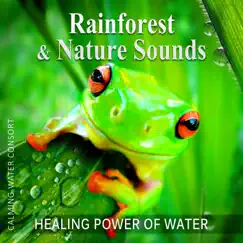 Rain – Wild Life in Forest Song Lyrics