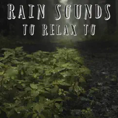 Sleep Ambience & Rain Song Lyrics