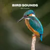 Bird Sounds - Single album lyrics, reviews, download
