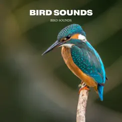 Bird Sounds Song Lyrics