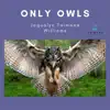 Only Owls - Single album lyrics, reviews, download