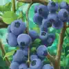 Blueberries - Single album lyrics, reviews, download
