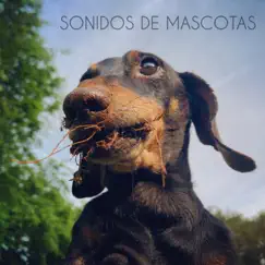 Sonidos De Mascotas Song Lyrics
