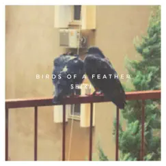 Birds of a Feather - Single by Shira album reviews, ratings, credits