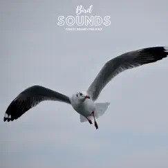 Nature Birds Song Lyrics