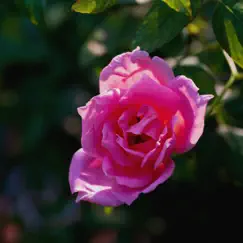 Lo, How a Rose E'er Blooming (Piano Version) Song Lyrics
