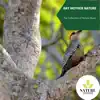 Bay Mother Nature - The Collection of Nature Music album lyrics, reviews, download
