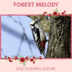 Forest Melody - Discovering Nature by Nature Ambience & Nature Radiance Project album reviews, ratings, credits