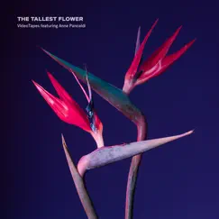 The Tallest Flower (feat. Anna Pancaldi) - Single by Videotapes album reviews, ratings, credits