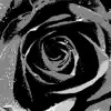 Black Roses (Instrumental) - Single album lyrics, reviews, download