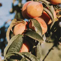 Peach Tree Song Lyrics