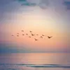 Birds Singing Sounds for Positive Mood and Relaxation - Single album lyrics, reviews, download