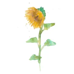 Sunflower - Single by Tom Brosseau & Heidi Lynne Gluck album reviews, ratings, credits