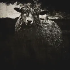 Black Sheep II - Single by Bard & Manzy album reviews, ratings, credits