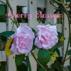 Cherry Blossom - Single by Aidan Wright album reviews, ratings, credits