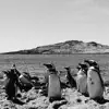 Punta Tombo Penguins album lyrics, reviews, download
