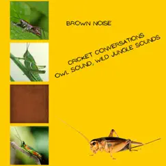 Cricket Conversations, Owl Sound, Wild Jungle Sounds, Brown Noise, Loopable by Brown Noise Sounds, Night Sounds Channel & Epic Soundscapes album reviews, ratings, credits