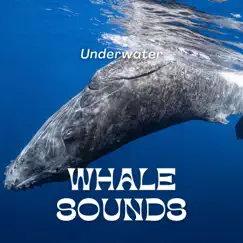 Underwater Whale Sounds by Underwater Sounds Channel album reviews, ratings, credits