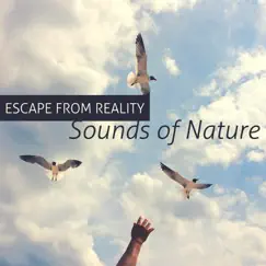 Escape from Reality: Sounds of Nature, Calming Yoga Session Music, Mindfulness Exercises by Namaste Healing Yoga album reviews, ratings, credits