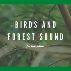 Rainforest Noises Song Lyrics