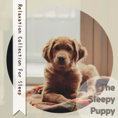 Relaxation Collection For Sleep by The Sleepy Puppy album reviews, ratings, credits