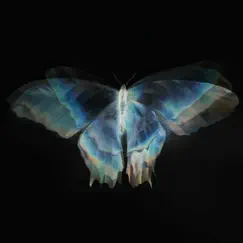 Butterfly wings (feat. Yung Cottn Candy) Song Lyrics