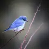 Sound of Birds Singing to Help Relax and Feel Good - Single album lyrics, reviews, download