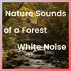 Nature Sounds of a Forest for Relaxation and White Noise, Loopable album lyrics, reviews, download