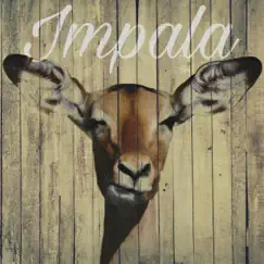 Impala Song Lyrics