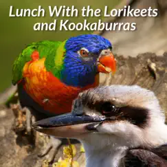 Brush Cuckoo, White-Bellied Cuckoo-Shrike, Laughing Kookaburra and Noisy Friarbird Song Lyrics