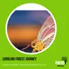 Insect Sounds for a Camping Atmosphere song lyrics