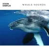 Whale & Dolphin Sounds - EP album lyrics, reviews, download