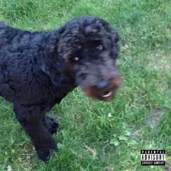 DOG Shit! Song Lyrics