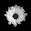 Flower Girl - Single album lyrics, reviews, download