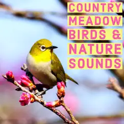 Country Meadow Birds and Nature Sounds - Ambient Wildlife For Study and Relaxation by Natural Sound Makers, Nature Recordings & Natural Sample Makers album reviews, ratings, credits